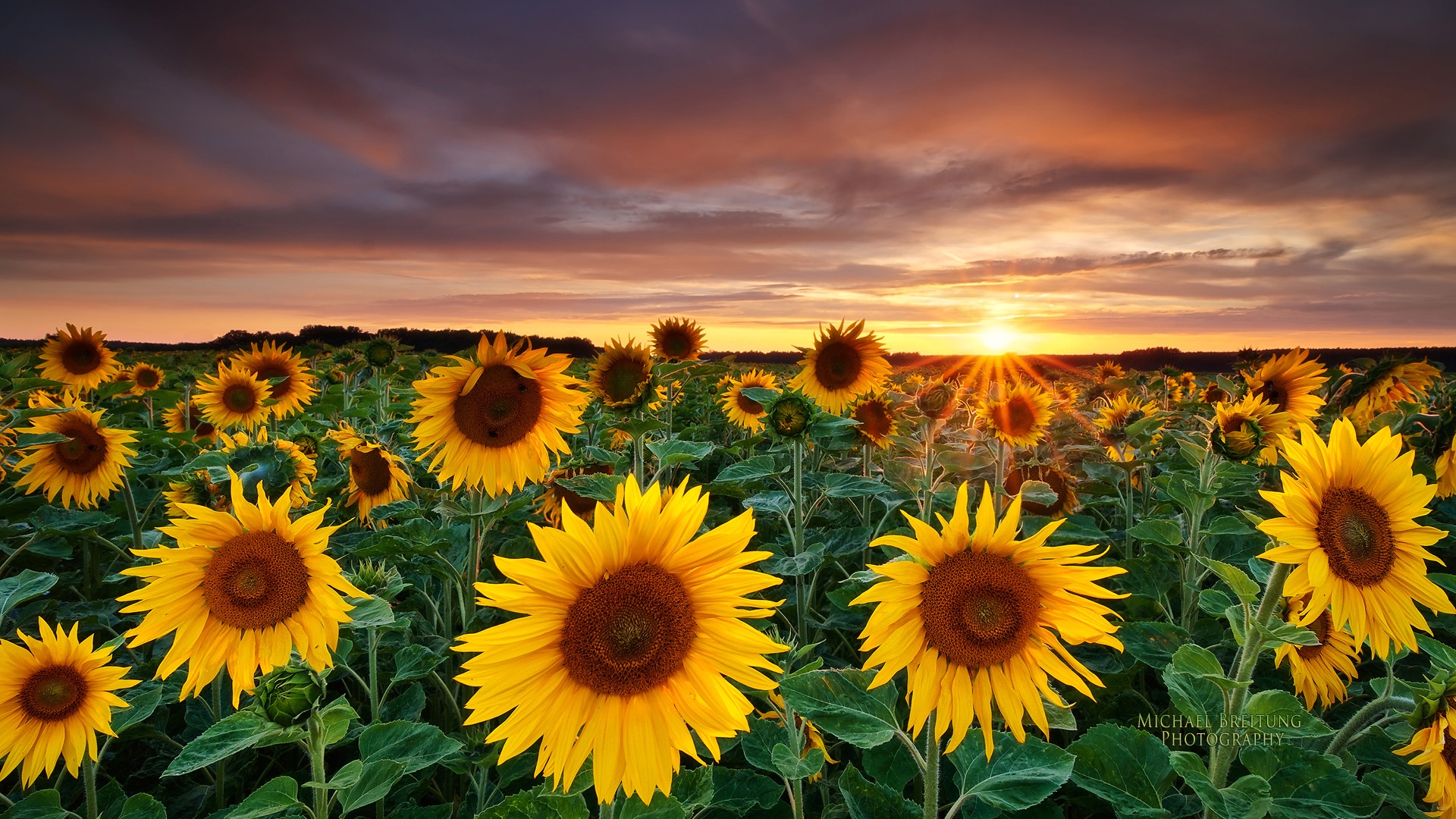 Sunflowers